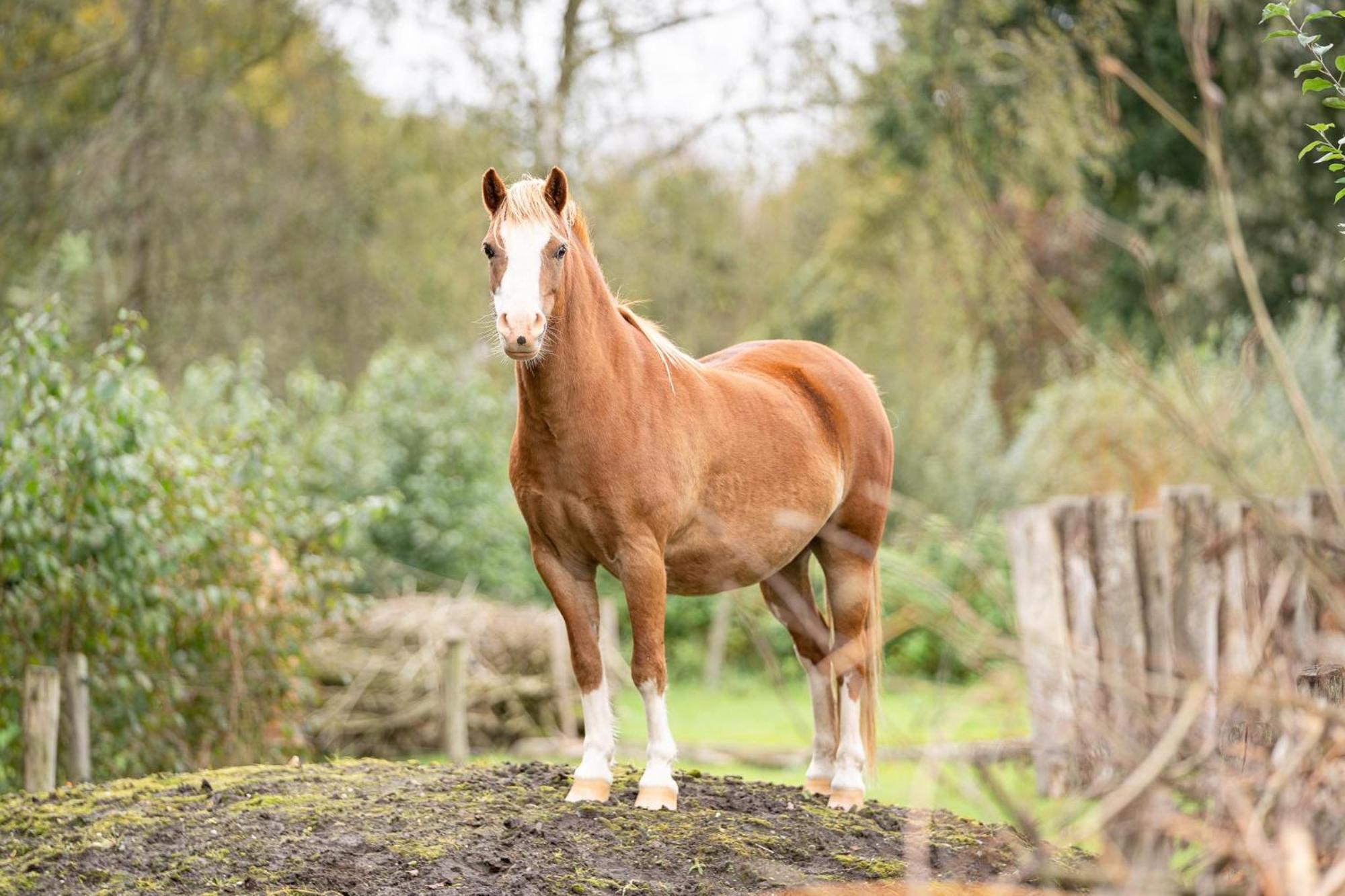 Boksheidebuiten Eersel Exterior foto